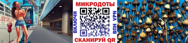 мега как войти  Сельцо  Псилоцибиновые грибы Psilocybine cubensis 
